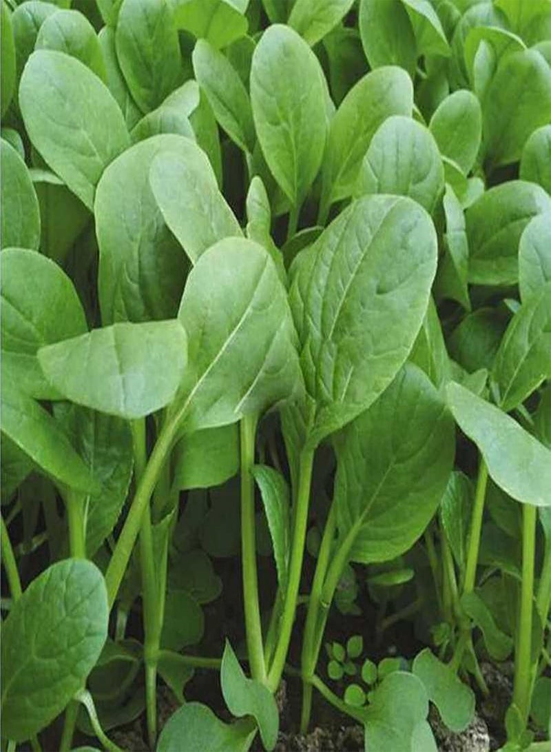 GGOOT 100Pcs/Set Full Sun Edible Good Harvest Seeds Natural Pterocladia Tenuis Seeds for Planting Seeds Evergreen for Outdoor - Image 3