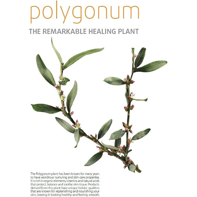 Moraz Polygonum Skin Lightening Cream, 50 ml for Body Areas that Become Darker - Image 2