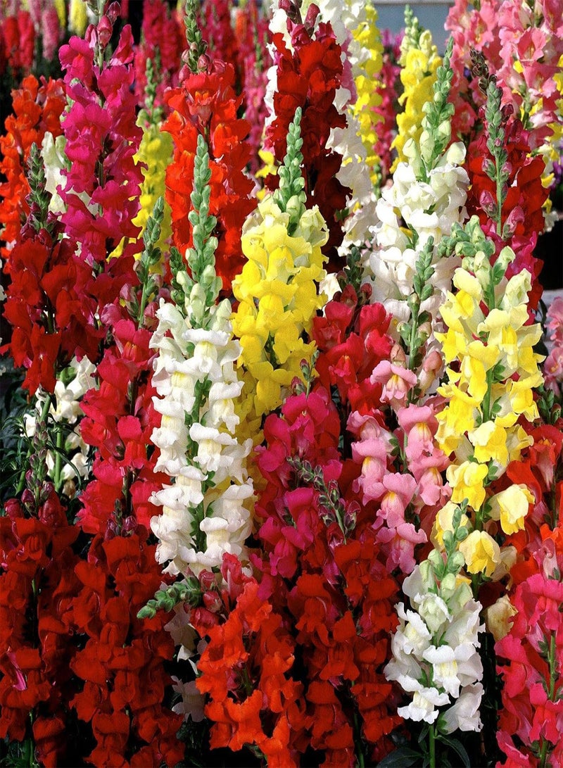 GGOOT Tetra Mix Snapdragon Flower Seeds for Planting, Beautiful Flowers Plant - Image 1