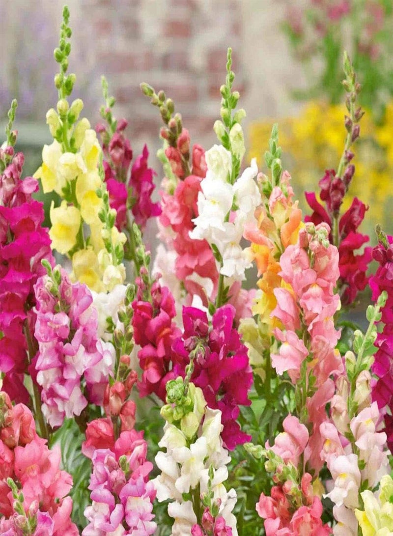 GGOOT Tetra Mix Snapdragon Flower Seeds for Planting, Beautiful Flowers Plant - Image 2