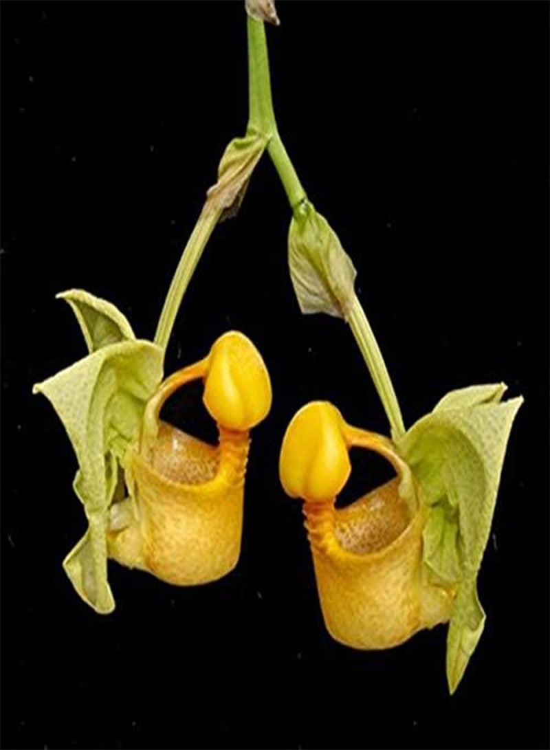 GGOOT British Featured Cypripedium Seeds Balcony Potted Bonsai Flower Seeds Flower Seeds Garden Pocket Slipper Orchid 10Pcs