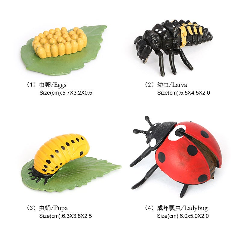 Realistic Insect Animal Model Toy Set Pl127-2403 seven-star ladybug growth cycle Pl127-2403 seven-star ladybug growth cycle