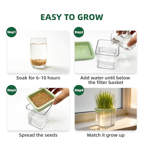 LYKOCLEAN Hydroponic Cat Grass Kit with 5 Pack Non GMO Seeds & Scissors - Cat Grass for Indoor Cats, Helps Cat with Hairballs & Digestion, Easy 3-Step Setup,Gifts for Cat Lovers (Food-Safe PP&AS, 7-Day Growth) - Image 4
