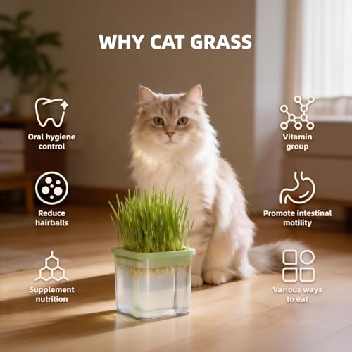 LYKOCLEAN Hydroponic Cat Grass Kit with 5 Pack Non GMO Seeds & Scissors - Cat Grass for Indoor Cats, Helps Cat with Hairballs & Digestion, Easy 3-Step Setup,Gifts for Cat Lovers (Food-Safe PP&AS, 7-Day Growth) - Image 5