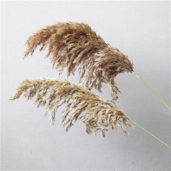 Generic Vanchai Natural Dried Brown Pampas Grass Tall Dried Pampas Grass Fluffy Stems Vase Filler for HomeOfficeBedroomTable Corner Decoration Set of 6  - Image 4