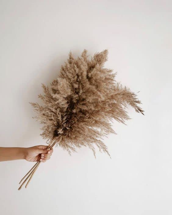 Generic Vanchai Natural Dried Brown Pampas Grass Tall Dried Pampas Grass Fluffy Stems Vase Filler for HomeOfficeBedroomTable Corner Decoration Set of 6  - Image 1