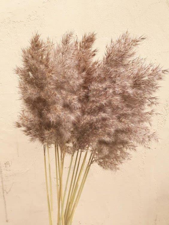 Generic Vanchai Natural Dried Brown Pampas Grass Tall Dried Pampas Grass Fluffy Stems Vase Filler for HomeOfficeBedroomTable Corner Decoration Set of 6  - Image 2