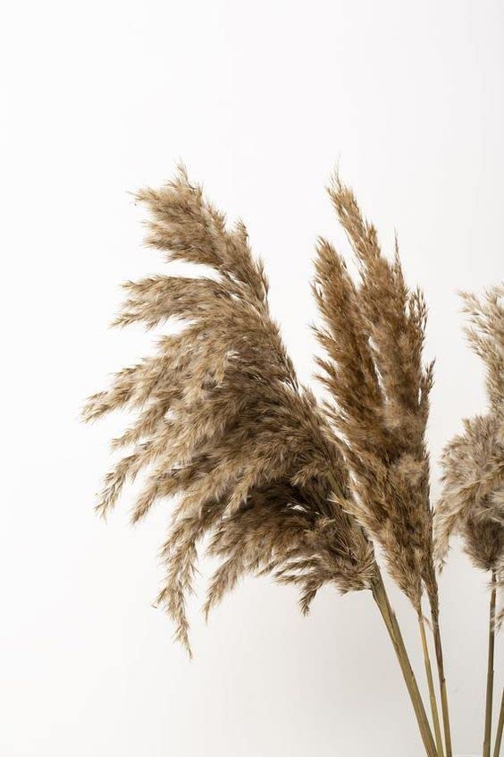 Generic Vanchai Natural Dried Brown Pampas Grass Tall Dried Pampas Grass Fluffy Stems Vase Filler for HomeOfficeBedroomTable Corner Decoration Set of 6  - Image 3