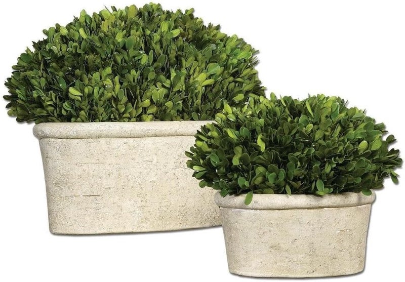 Uttermost Preserved Boxwood  14 inch Oval Dome Topiary Set of 2  - Image 1