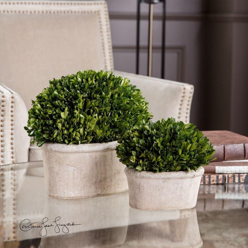 Uttermost Preserved Boxwood  14 inch Oval Dome Topiary Set of 2  - Image 4