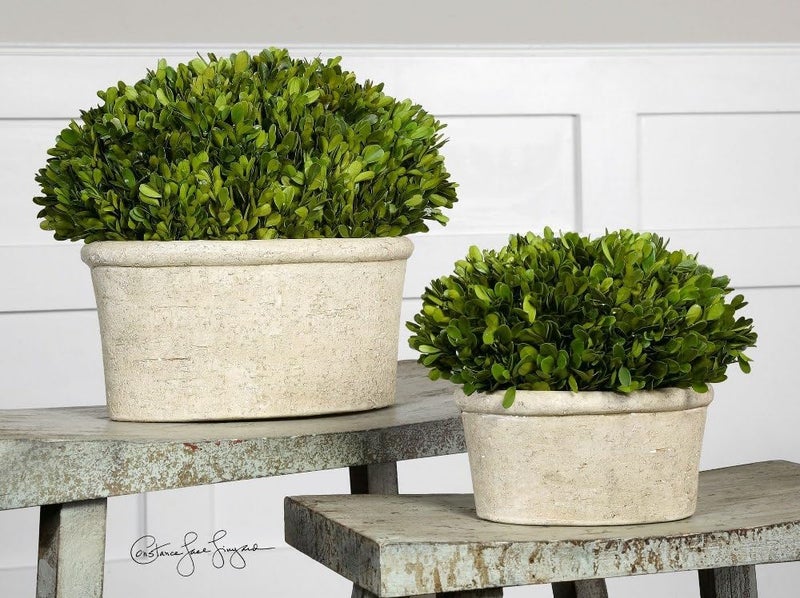 Uttermost Preserved Boxwood  14 inch Oval Dome Topiary Set of 2  - Image 5
