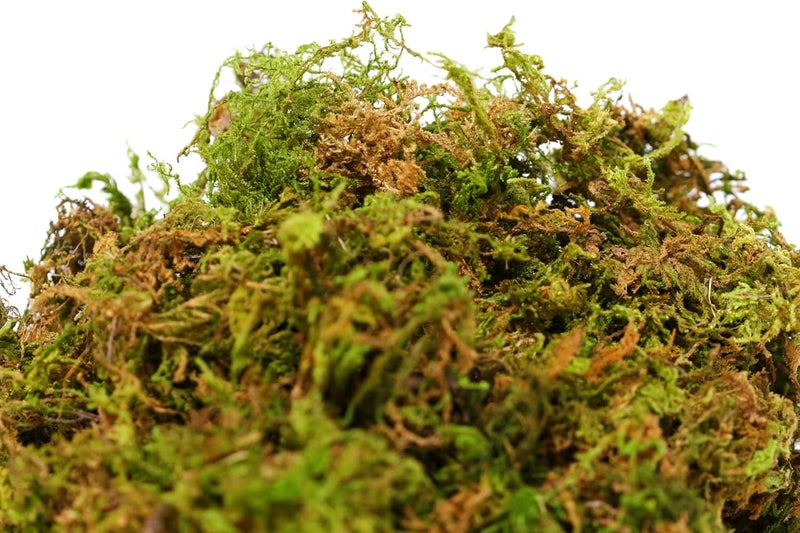Super Moss Mountain Green Sphagnum Mini Bale - Natural Dried Soil Conditioner - Image 4