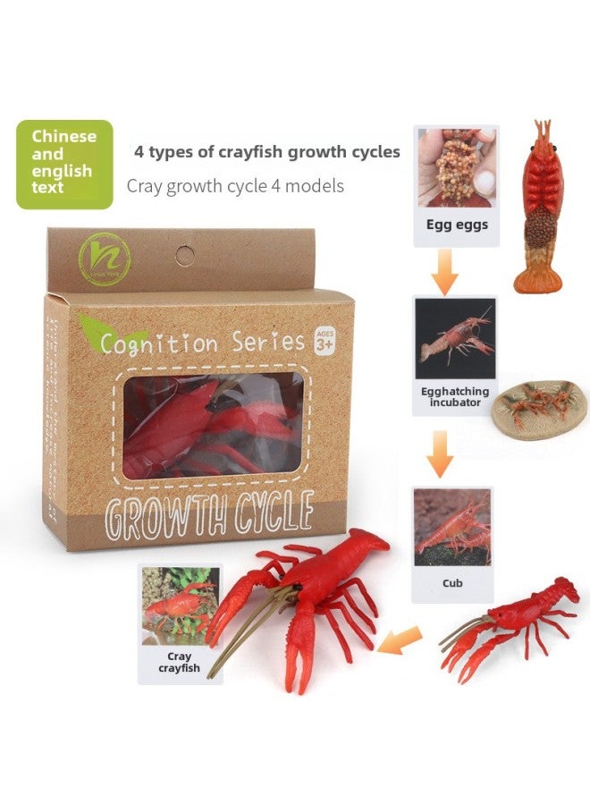 Realistic Simulation Animal Plant Models Toy Collection - Dinosaurs Dragons Unicorns Mermaids Sharks More-Color:PL127-2455 Crayfish Growth Cycle + Chinese Card + Color Box  - Image 1