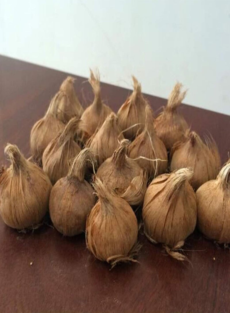 جي جوت 8 قطع من بذور الزعفران بذور زهرة الزعفران ساتيفوس سهلة النمو في حديقة المنزل - Image 5