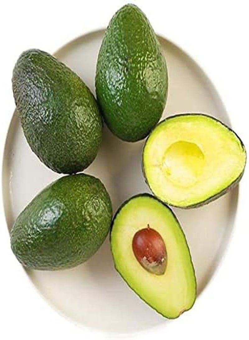 جي جوت 5 قطع بذور الأفوكادو أشجار الفاكهة مجموعة متنوعة من مجموعات الفواكه الخضراء للزراعة في الحديقة سهلة الزراعة والعناية مناسبة للمبتدئين - Image 2