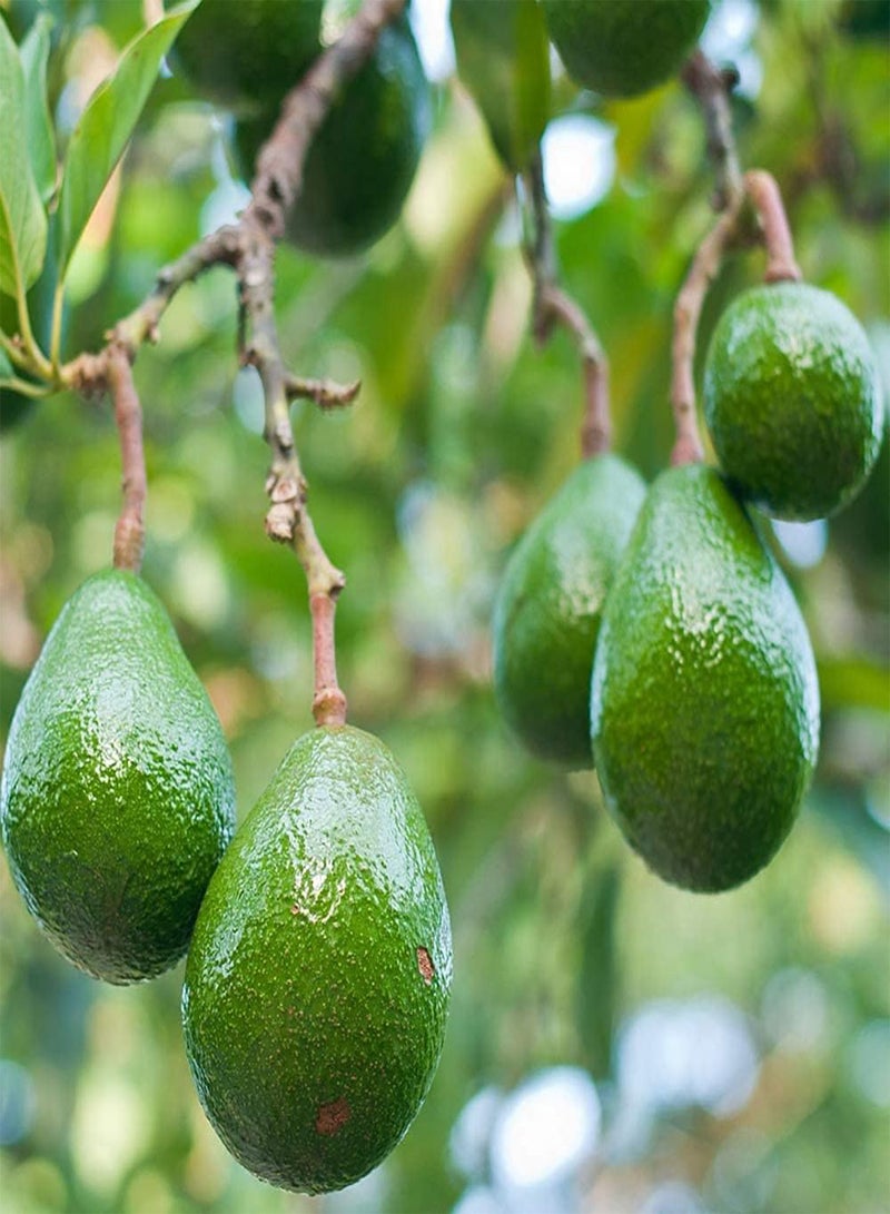 جي جوت 5 قطع بذور الأفوكادو أشجار الفاكهة مجموعة متنوعة من مجموعات الفواكه الخضراء للزراعة في الحديقة سهلة الزراعة والعناية مناسبة للمبتدئين - Image 3