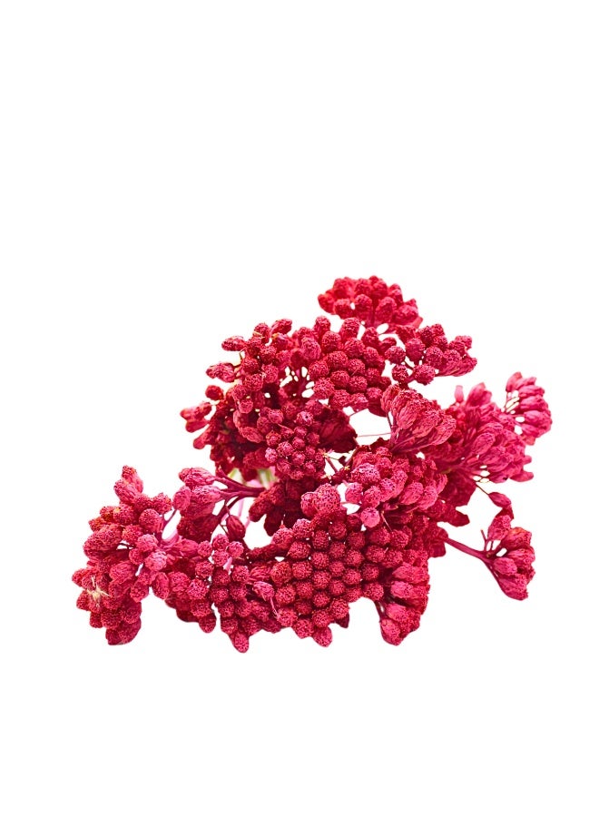 FANCY FLOWERS FANCY Premium Dried Lonas Flowers - Long Lasting Yellow or Painted Decorative Stems (Highlights quality and longevity) - Image 1