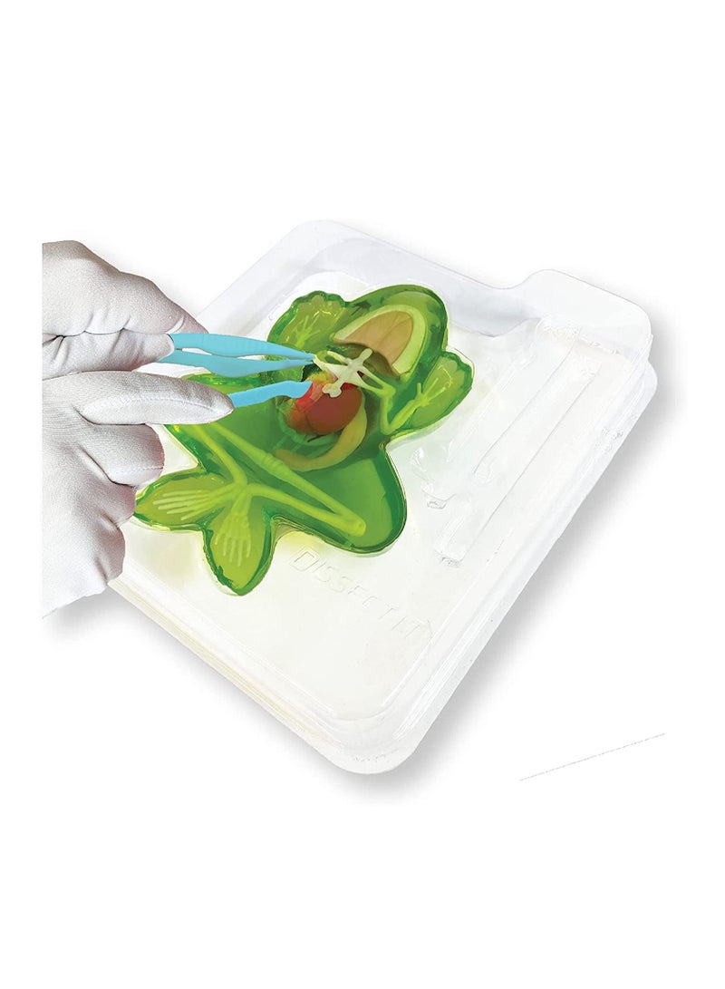 JOKER Dissect It Synthetic Frog Dissection Kit - Image 2