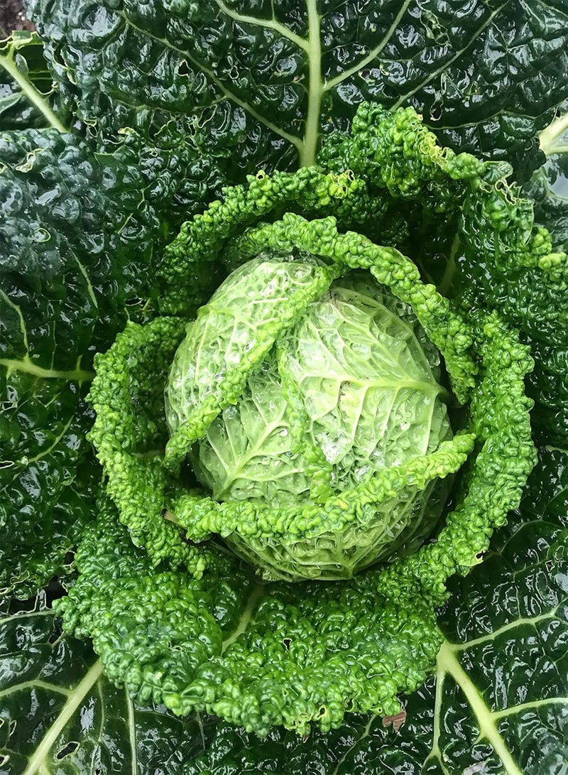 GGOOT Savoy Cabbage Plug Plants "Grow Your Own" Vegetables from our Premium Quality Plants 'Ready to Plant Now' Young Vegetable Plants (12) - Image 1