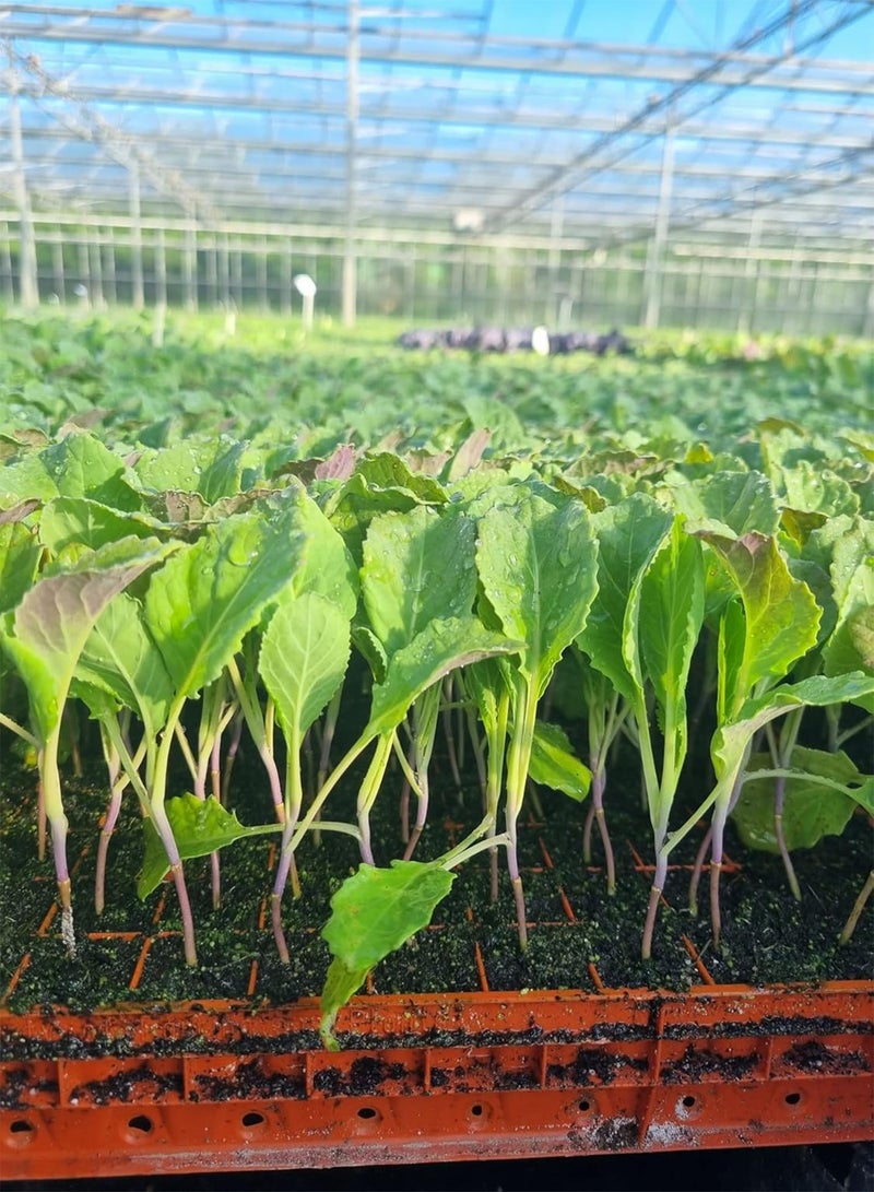 GGOOT Savoy Cabbage Plug Plants "Grow Your Own" Vegetables from our Premium Quality Plants 'Ready to Plant Now' Young Vegetable Plants (12) - Image 3