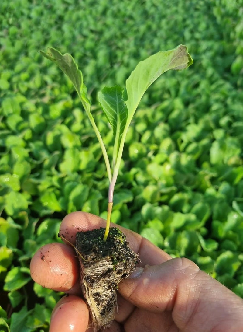 GGOOT Savoy Cabbage Plug Plants "Grow Your Own" Vegetables from our Premium Quality Plants 'Ready to Plant Now' Young Vegetable Plants (12) - Image 2