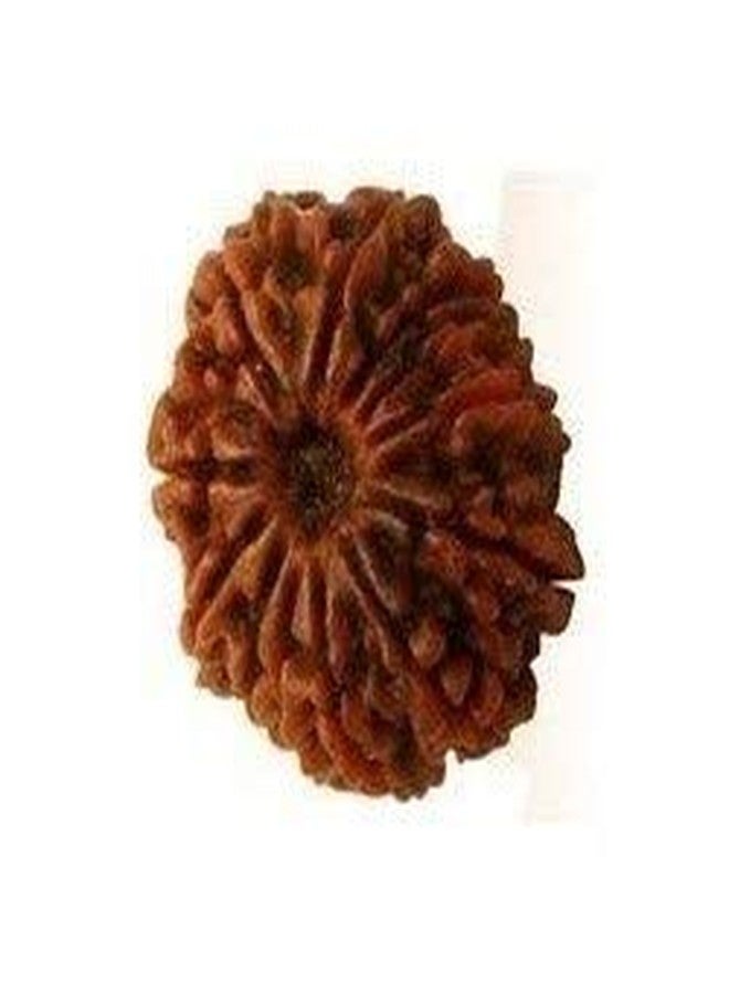 حبة رودراكشا نيبالية من ذا جالكسي ذات 12 وجهًا (اثنا عشر وجهًا) مع بركة رودرا، معتمدة من مختبر طبيعي - Image 2