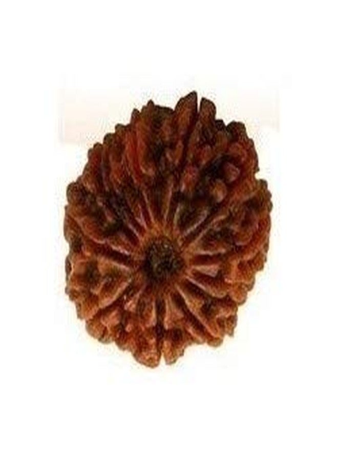 حبة رودراكشا نيبالية من ذا جالكسي ذات 12 وجهًا (اثنا عشر وجهًا) مع بركة رودرا، معتمدة من مختبر طبيعي - Image 3