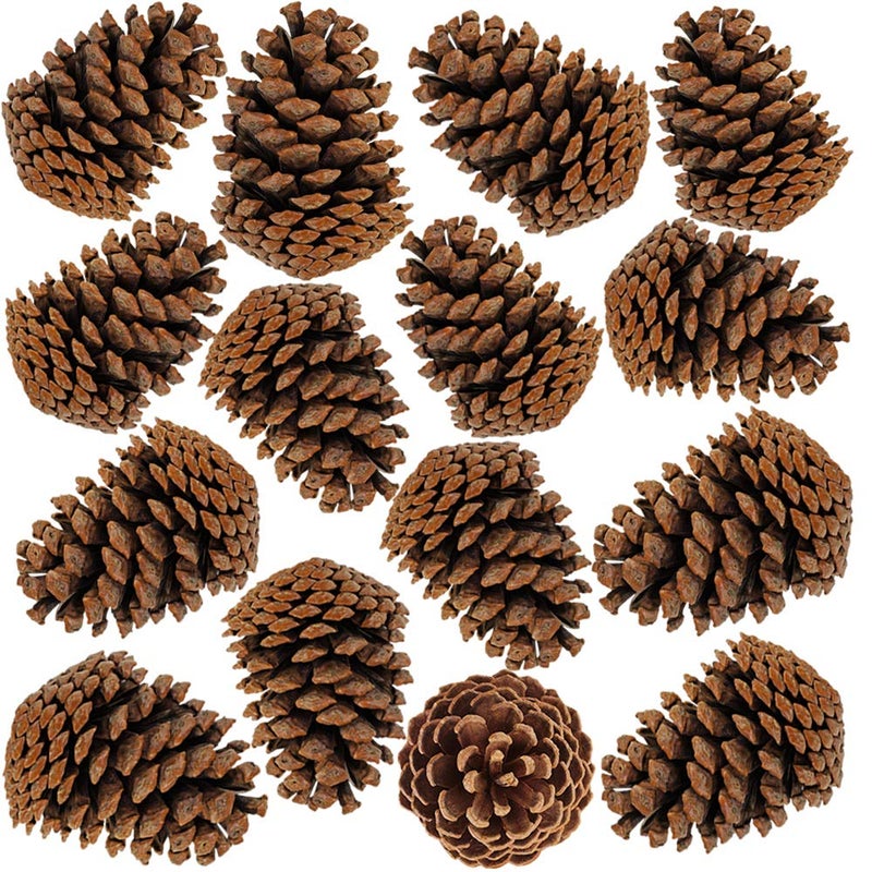 besttoyhome BESTTOYHOME 15 PCS Natural Pinecones Medium Pine Cones Ornaments Real Preserved Pine Cones  Dried 3  4 Tall for Guest Seating Place Card Holders or Wedding Guest Favors Christmas Winter Xmas 