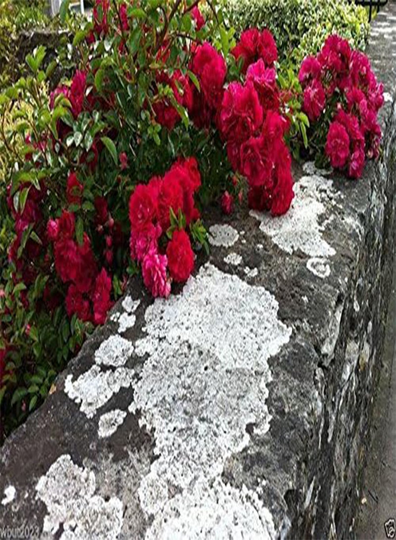 جي جوت بذور وردة متسلقة، أزهار حمراء زاهية، بذور، سياج، عمود، سقيفة (10 بذور) - Image 1