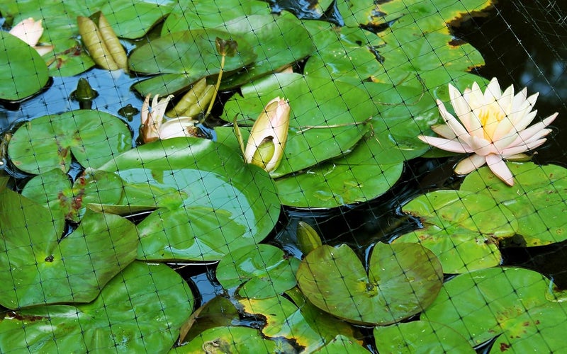 Tenax 7x100 Pond  Plant Net - Image 3