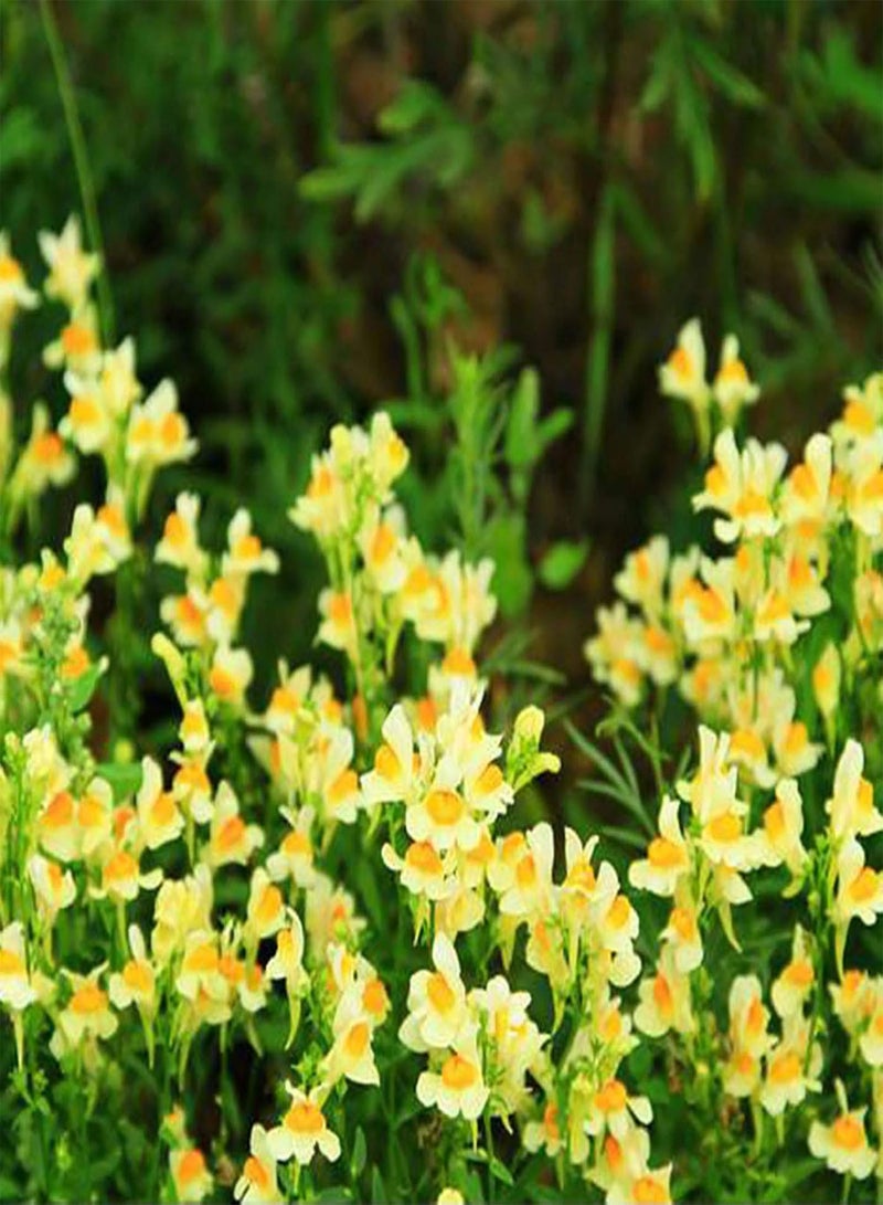 جي جوت 500 قطعة/حقيبة من بذور الليناريا، بذور زهور طبية زاهية الألوان غزيرة الإنتاج لبذور الليناريا الحقلية - Image 1