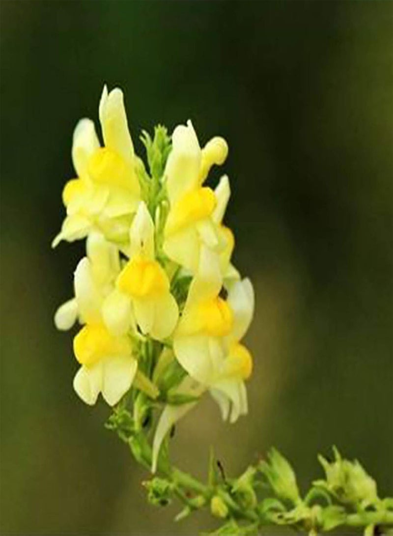 جي جوت 500 قطعة/حقيبة من بذور الليناريا، بذور زهور طبية زاهية الألوان غزيرة الإنتاج لبذور الليناريا الحقلية - Image 3