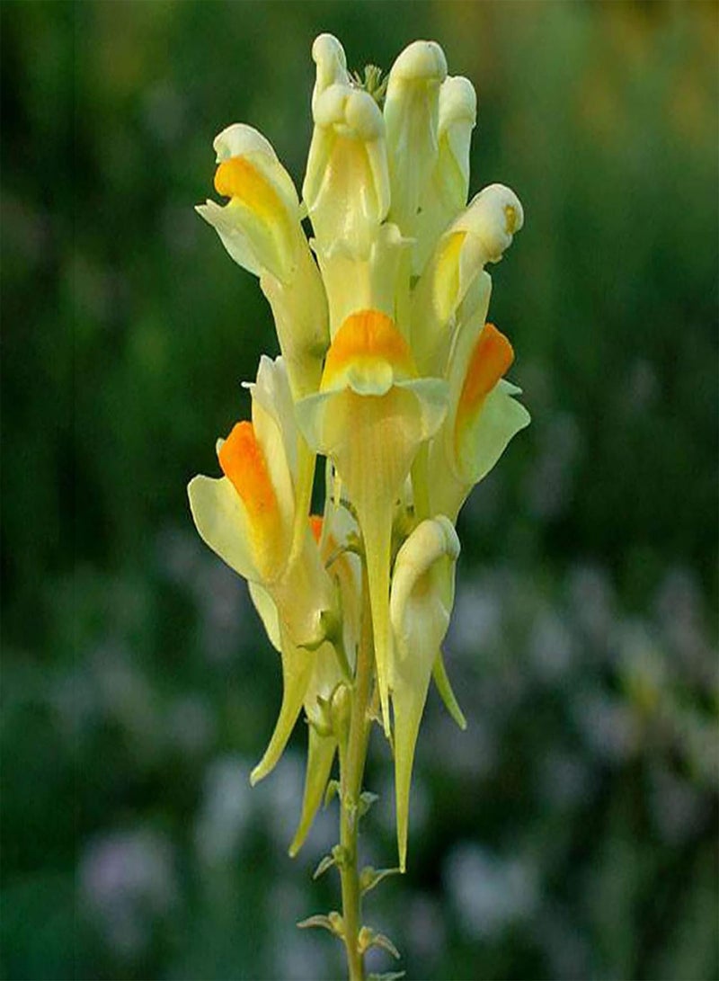 جي جوت 500 قطعة/حقيبة من بذور الليناريا، بذور زهور طبية زاهية الألوان غزيرة الإنتاج لبذور الليناريا الحقلية - Image 4