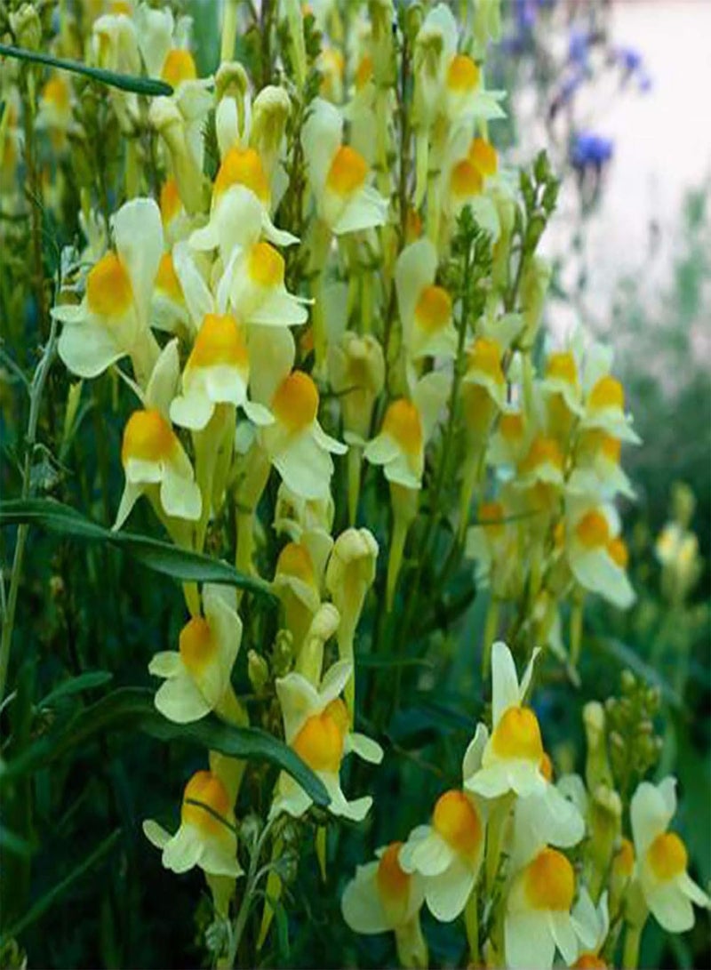 جي جوت 500 قطعة/حقيبة من بذور الليناريا، بذور زهور طبية زاهية الألوان غزيرة الإنتاج لبذور الليناريا الحقلية - Image 2