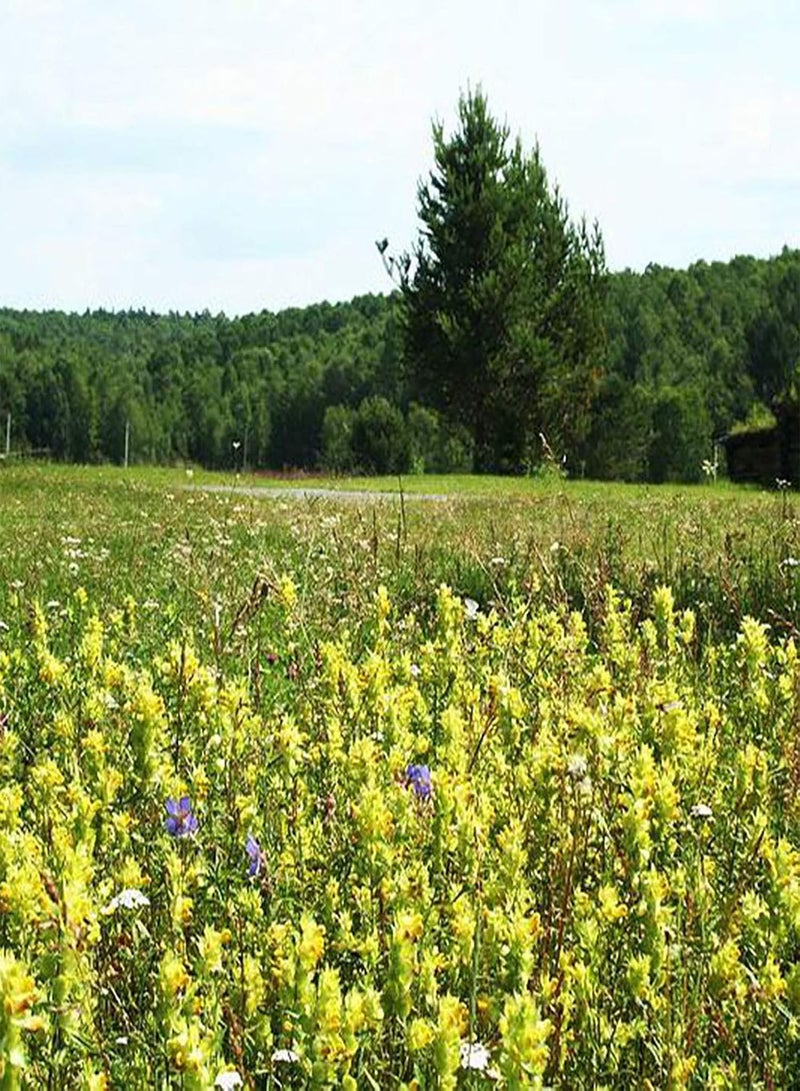 جي جوت 500 قطعة/حقيبة من بذور الليناريا، بذور زهور طبية زاهية الألوان غزيرة الإنتاج لبذور الليناريا الحقلية - Image 5