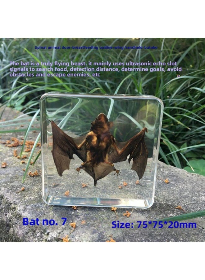 Insect Specimen Real Mono Fairy Amber Scarab Book Town Home Desk Decoration Mantis Spider Scorpion Factory-Color:Bat 7  - Image 1