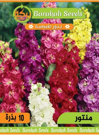 منتور
