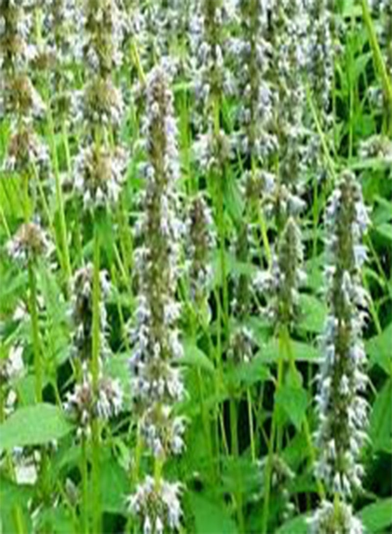 GGOOT Anise Hyssop Snow White Spike Agastache Foeniculum - 200 Bulk (PKD) Seeds