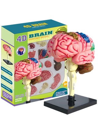 Human Brain Model Anatomy for Education Medical Study Tool with Detailed Brain Structures Kids Science Toy - pzsku/ZB2886338AC4306D6151DZ/45/_/1728614700/2e3af4d7-12c0-493b-ac86-6dc53b6166a2