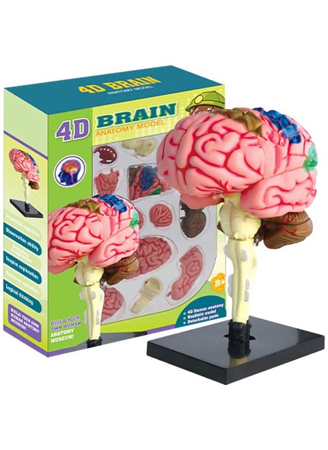 Human Brain Model Anatomy for Education Medical Study Tool with Detailed Brain Structures Kids Science Toy