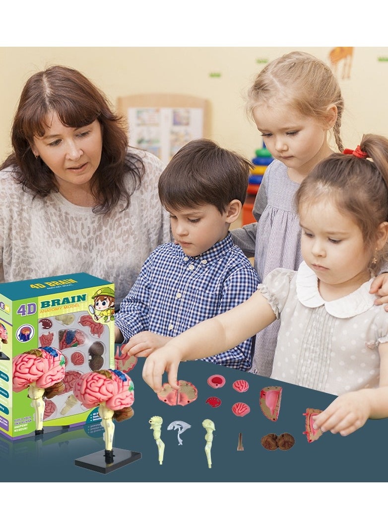 Human Brain Model Anatomy for Education Medical Study Tool with Detailed Brain Structures Kids Science Toy