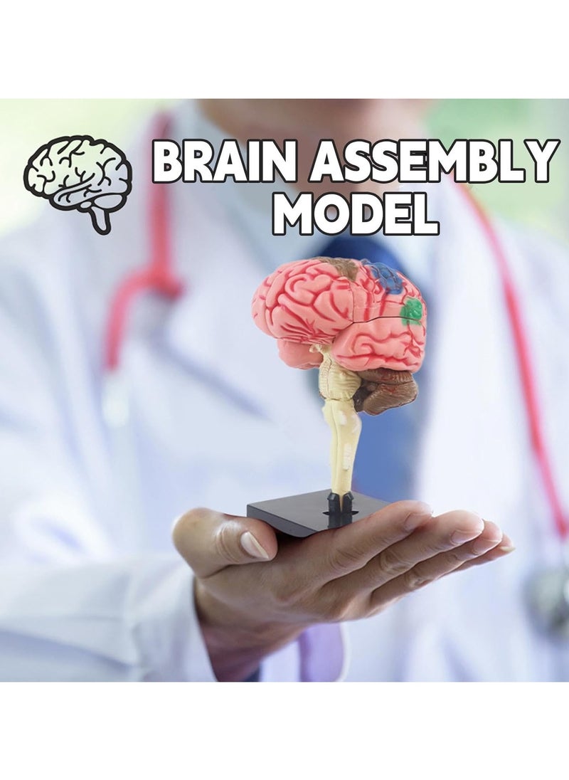 Human Brain Model Anatomy for Education Medical Study Tool with Detailed Brain Structures Kids Science Toy