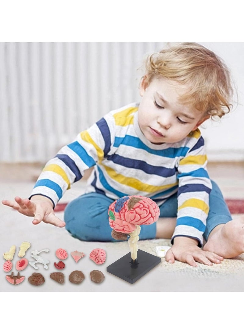 Human Brain Model Anatomy for Education Medical Study Tool with Detailed Brain Structures Kids Science Toy