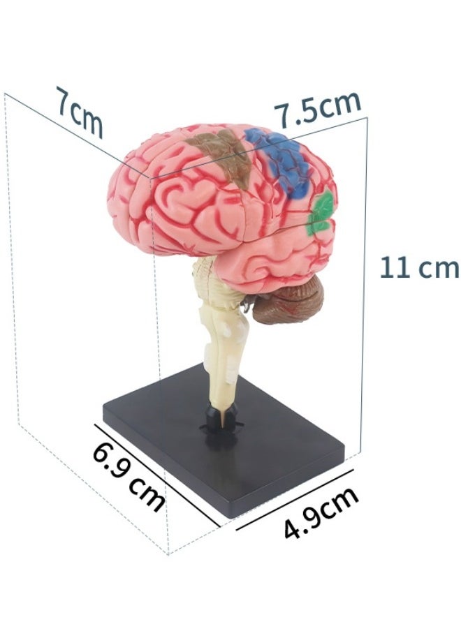 Human Brain Model Anatomy for Education Medical Study Tool with Detailed Brain Structures Kids Science Toy