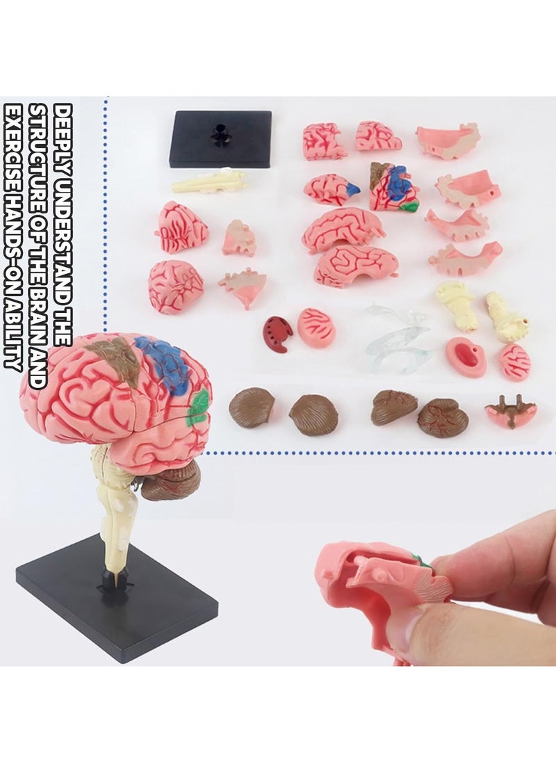 Human Brain Model Anatomy for Education Medical Study Tool with Detailed Brain Structures Kids Science Toy
