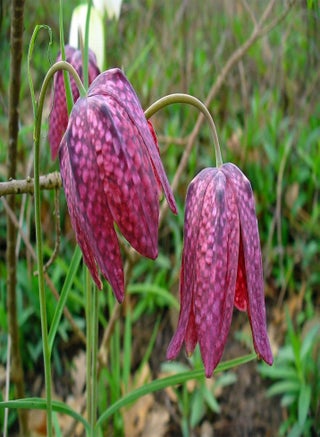 10 Seeds Checker Lily Fritillaria Affinis Chocolate Mission Bells Flower edlcy (Seeds) - pzsku/ZB28DF1CF43398744C29DZ/45/_/1740894376/5d5fd922-c156-4d75-8873-ef3ea5c12e4e
