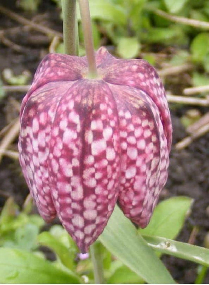 10 Seeds Checker Lily Fritillaria Affinis Chocolate Mission Bells Flower edlcy (Seeds)