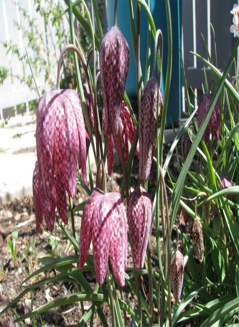 10 Seeds Checker Lily Fritillaria Affinis Chocolate Mission Bells Flower edlcy (Seeds)