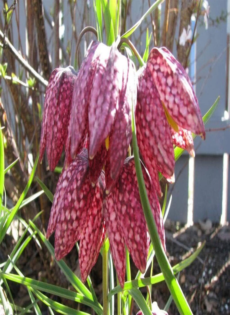 10 Seeds Checker Lily Fritillaria Affinis Chocolate Mission Bells Flower edlcy (Seeds)