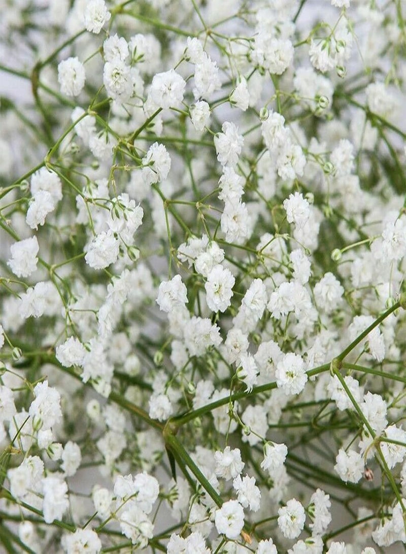 GGOOT 100Pcs Premium Flower Seeds, Gypsophila Paniculata Seeds Perennials Full of Vitality White Light Watering Flower Seeds for Balcony White - Image 3